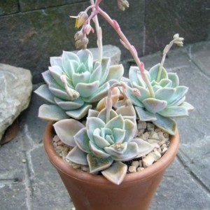 graptopetalum.