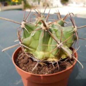 ferocactus.