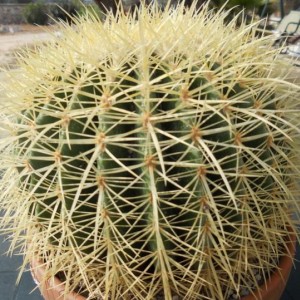 echinocactus grusonii