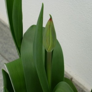 tulipano1.