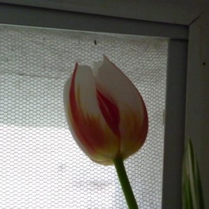 tulipano finestr&#