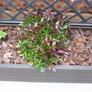 leucothoe-helleb