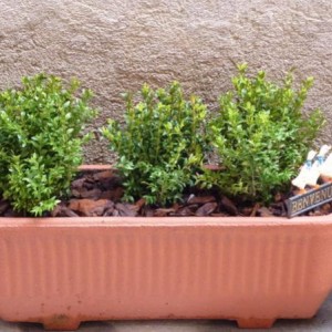 buxus.