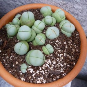 lithops.