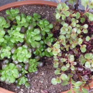 sempervivum.