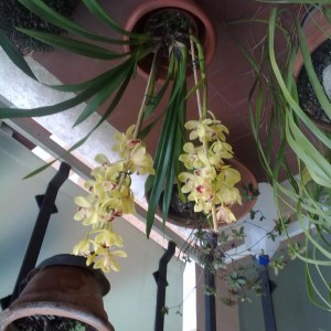 orchidea.