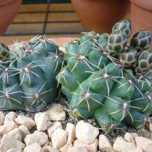 gimnocalycium.