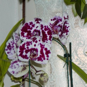 la mia adorata orchidea