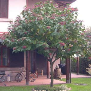 Clerodendro Tricotomum