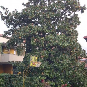 Magnolia Grandiflora