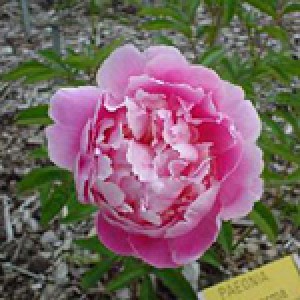 paeonia_jacorma.