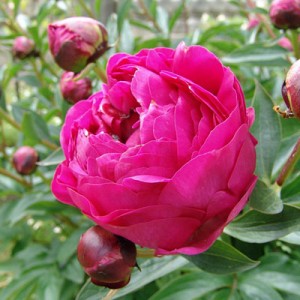 paeonia_kansas.