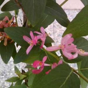 LONICERA.