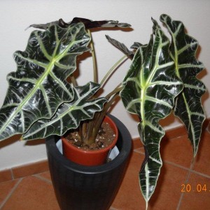 alocasia-1.