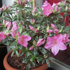 azalea silver queen