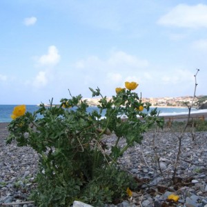 Papavero cornuto - Flora dunale - Marina di Camerota (SA)