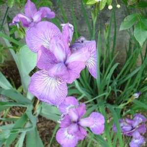 iris ensata.