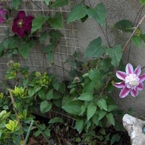 Niobe e Josephine evijohil (clematis)