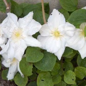pennell's purity clematis