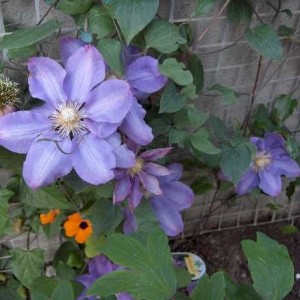 vyvyan pennell clematis
