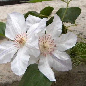 Jackmanii Alba clematis