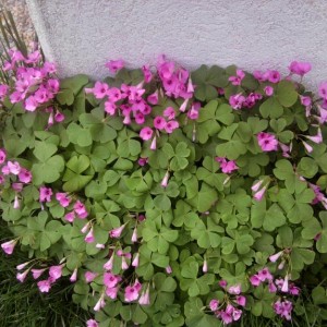 OXALIS.