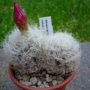 neoporteria nidus v.senillis