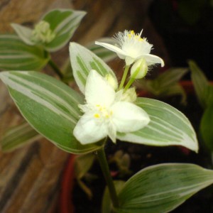Albiflora Albovittata