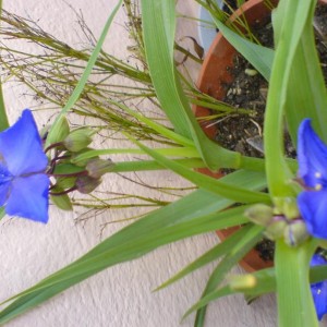 Tradescantia Andersoniana "BEATRICE"