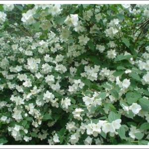 philadelphus coronarius