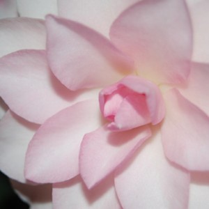 camelia-nucciospe