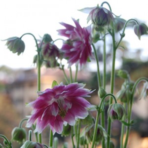 aquilegia03.