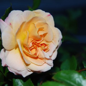 rosa-sedana01.