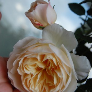 rosa-lionsrose02.