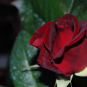 rosa-blackbaccara0