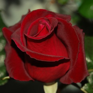 rosa-blackbaccara0