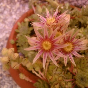 SEMPERVIVUM.