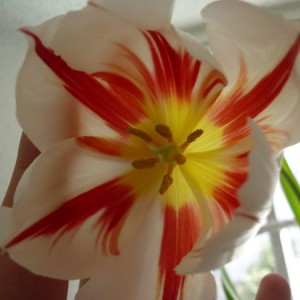 tulipano aperto.