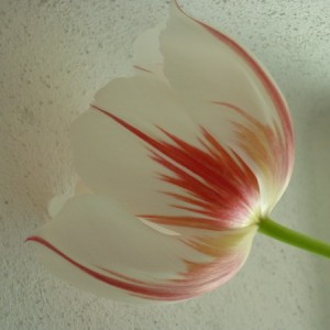 tulipano.