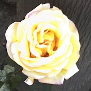 rosa gialla.