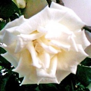 rosa bianca.