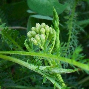 achillea_millefogle