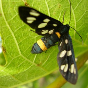 Amata phegea (Syntomis phegea) lepidottero su foglia di fico