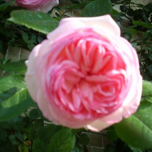 ROSA "Pierre de Ronsard"