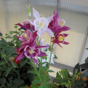 Aquilegia