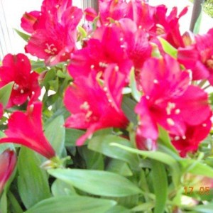 alstromeria