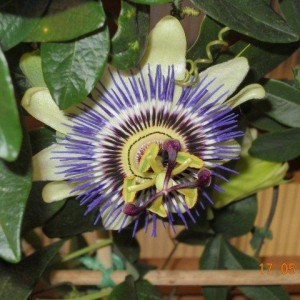 passiflora carulea