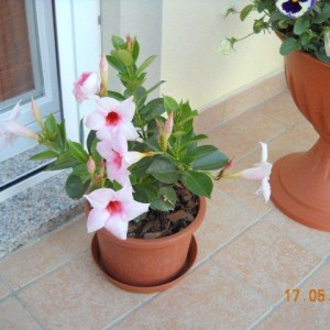 dipladenia