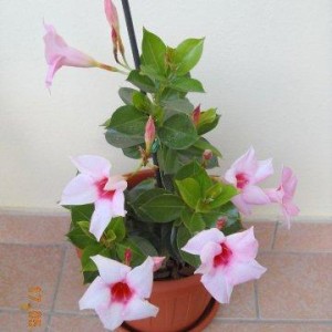 dipladenia