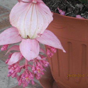 IMG_0672.http://forum.giardinaggio.it/album.php?albumid=2110&attachmentid=35247